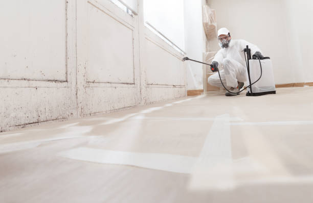 Black mold remediation team in Alum Bank