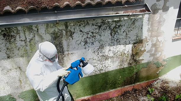 Mold Removal service in Alum Bank